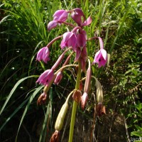 Spathoglottis plicata Blume